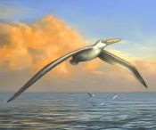 Pelagornis sandersi