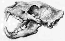 Lion cranium