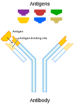 Antibody diagram
