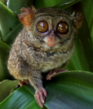 tarsier dentatus