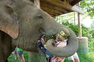 Picture of a man feeding an elephant