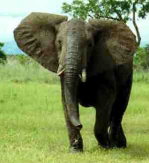 Loxodonta africana