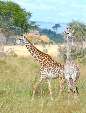A picture of two giraffes in Mikumi National Park, Tanzania