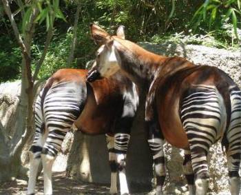 zebras and giraffes together