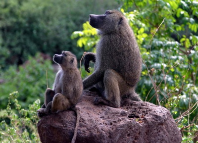 baboons