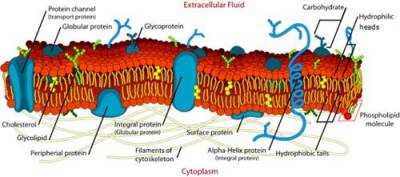 fluid mosaic model