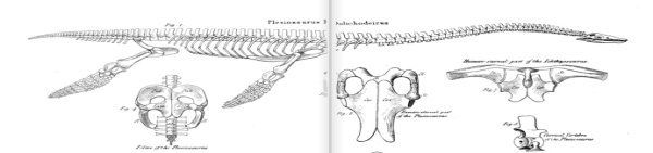 plesiosaurus dolichodeirus conybeare
