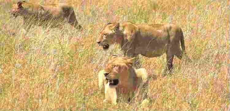 Where do lions live? - About Lions - Online Biology Dictionary