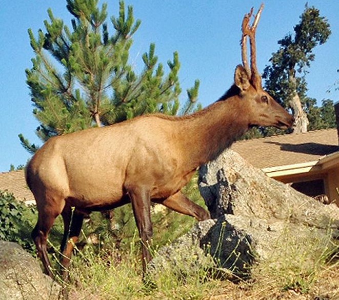 deer-elk hybrid