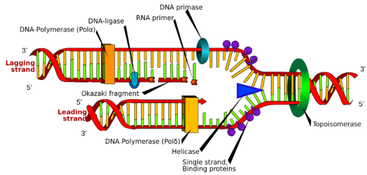 DNA replication