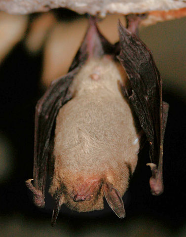 Myotis grisescens