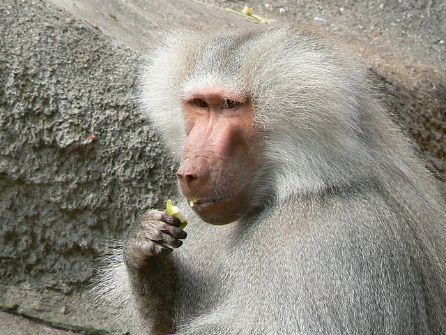 Hamadryas Baboon