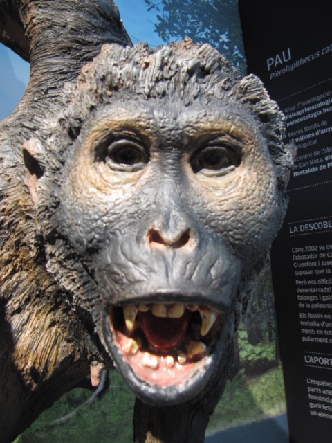 Pierolapithecus