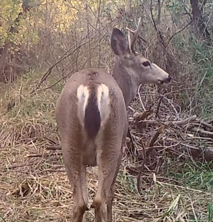 white-tailed deer/mule-deer hybrid