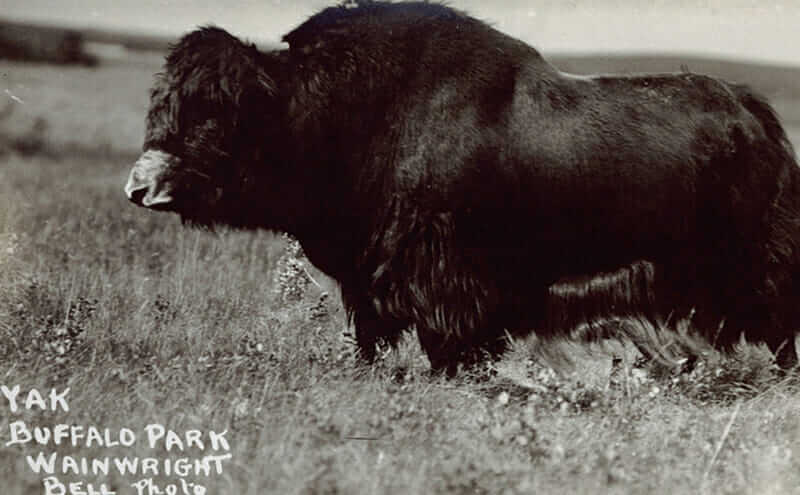 yAK-BUFFALO HYBRID
