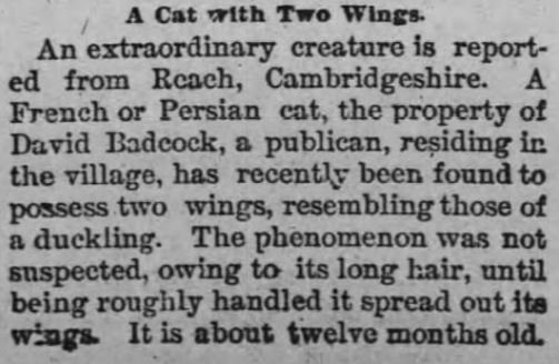 Cambridgeshire winged cat