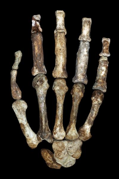 right hand bones of Australopithecus sediba