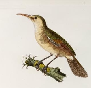 Guam Reed Warbler