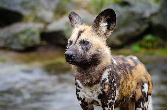 dog-hyena hybrid