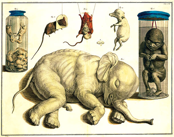 Albertus Seba's Cabinet of Curiosities