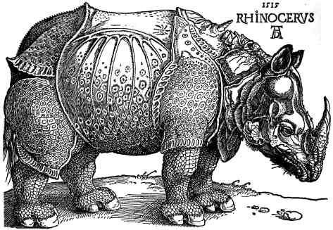  Rinoceronte durero