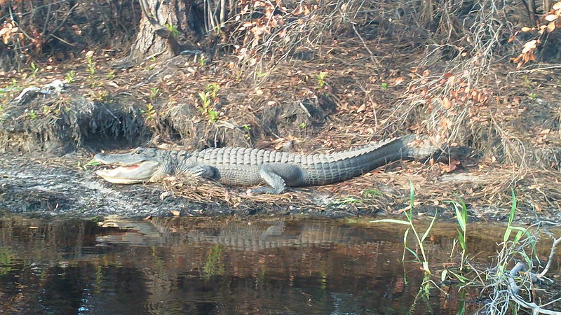 alligator