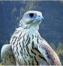 altai falcon