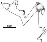 Altamira cave plan