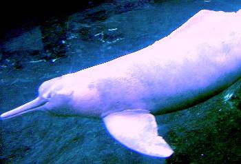 Amazon River Dolphin