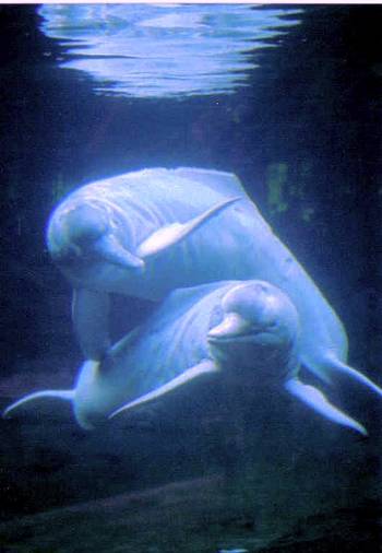 Amazon River Dolphin