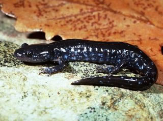 Blue-spotted Salamander ambystoma laterale
