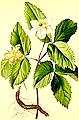 anemone trifolia