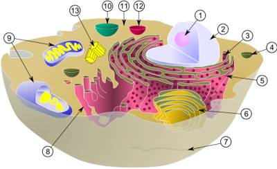 animal Cell Structure