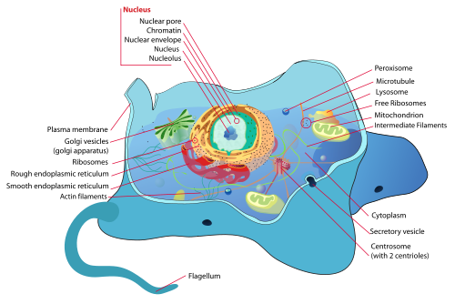 diagram of animal cell structure
