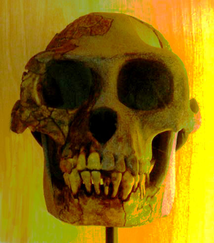 Ardipithecus ramidus skull