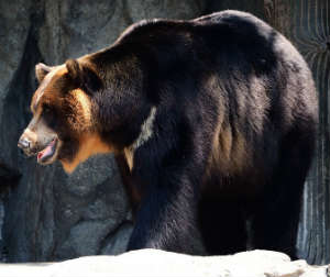 Asiatic Black Bear