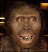 Australopithecus afarensis