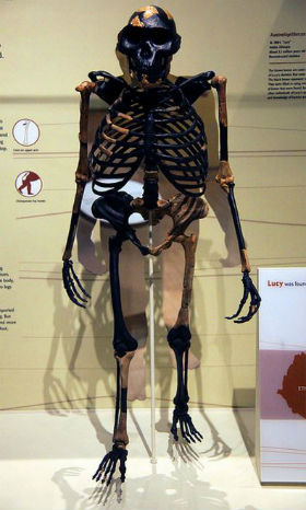 australopithecus afarensis