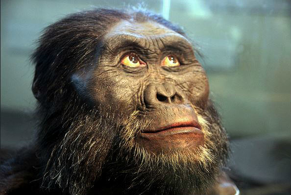 picture of Australopithecus afarensis