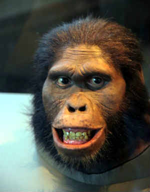 Australopithecus africanus