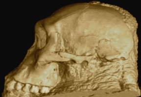 Australopithecus sediba skull