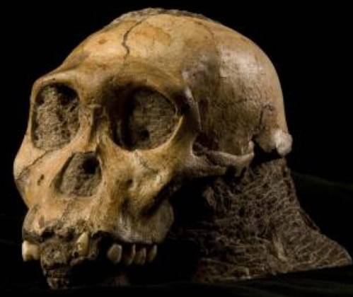 Australopithecus sediba skull