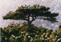 Austrian Pine Pinus nigra