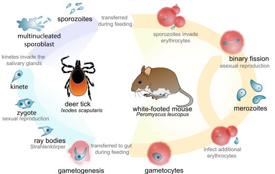 Babesia microti Life Cycle