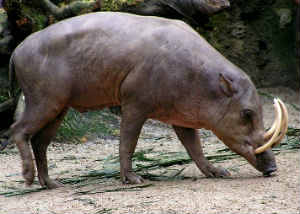 Babirusa