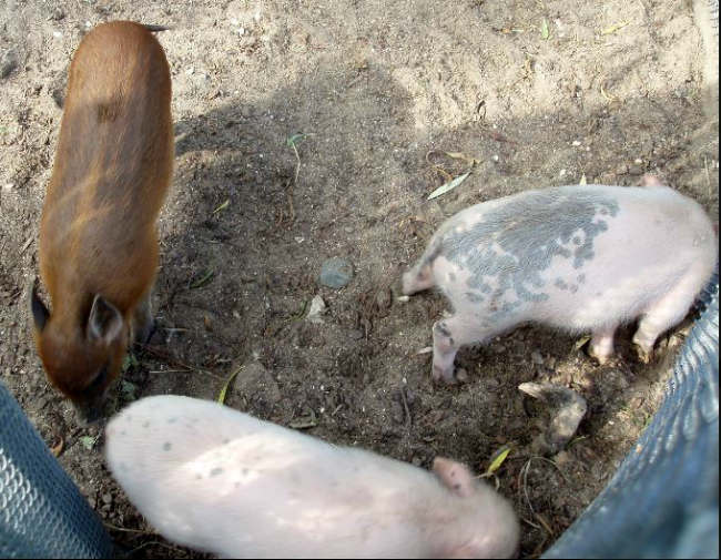 babirusa-pig hybrids