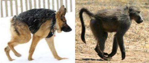 baboon dog