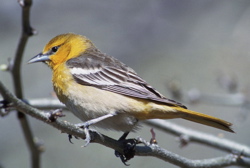 Baltimore Oriole Icterus galbula