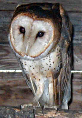 barn owl