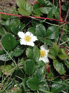 Beach Strawberry Fragaria chiloensis